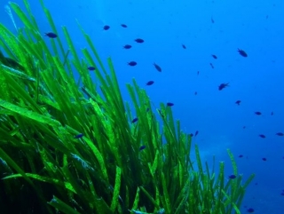  Fauna y flora submarinas en el Var 